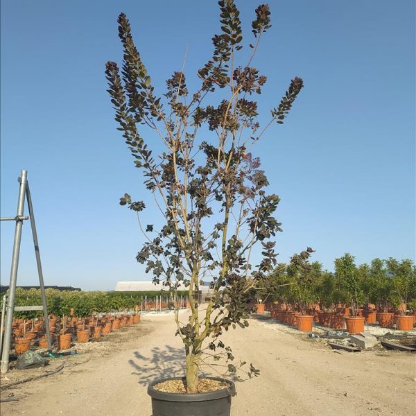 Cotinus coggygria 'Royal Purple' (Rdečelistni ruj)