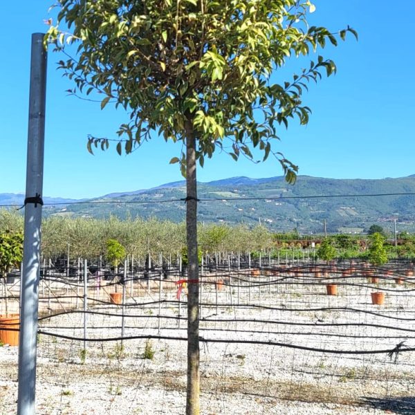 Ligustrum japonicum ‘Aureum’ (Japonski liguster 'Aureum' – Na steblu)