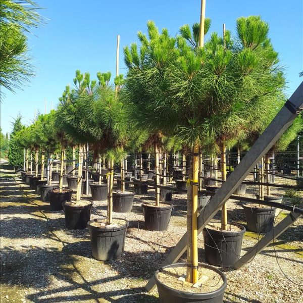 Pinus pinea (Pinija Sredozemski bor)