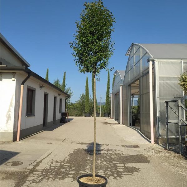 Ligustrum japonicum (japonski liguster – Na steblu)