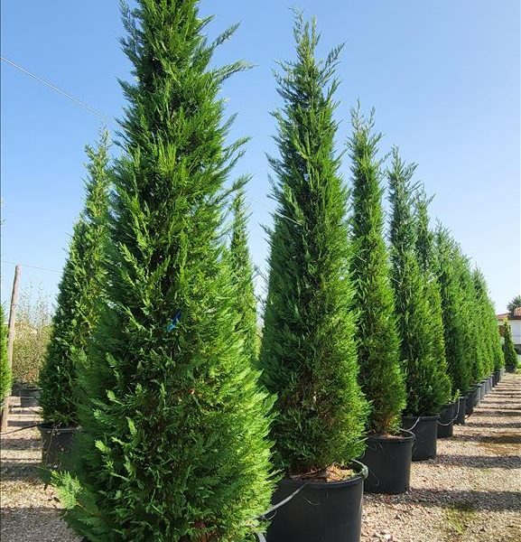 Cupressocyparis leylandii (Lejlandova cipresa)