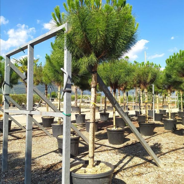 Pinus pinea (Pinija Sredozemski bor)