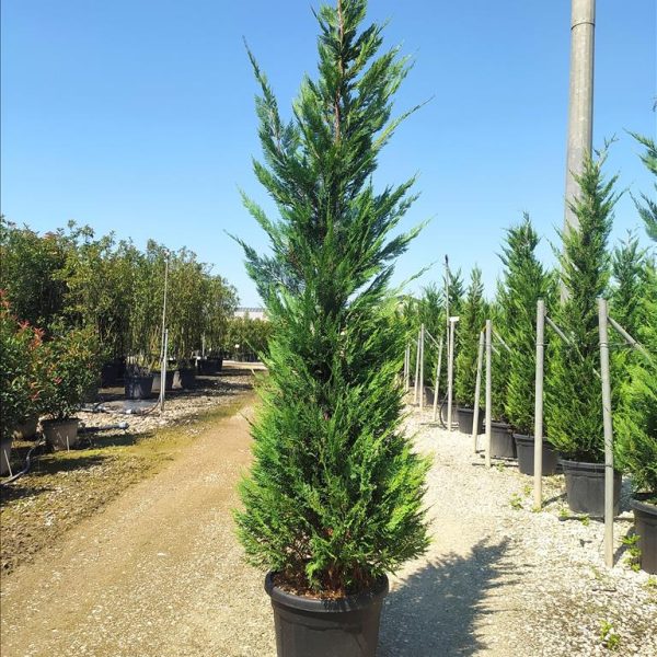 Cupressocyparis leylandii (Lejlandova cipresa)