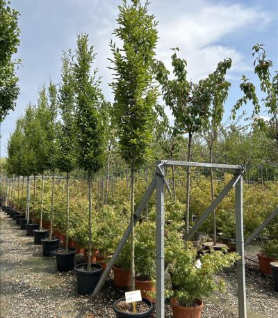 CARPINUS BET. "PYRAMIDALIS" ZE-8032831878437
