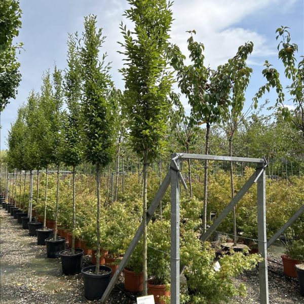 CARPINUS BET. "PYRAMIDALIS" ZE-8032831878437