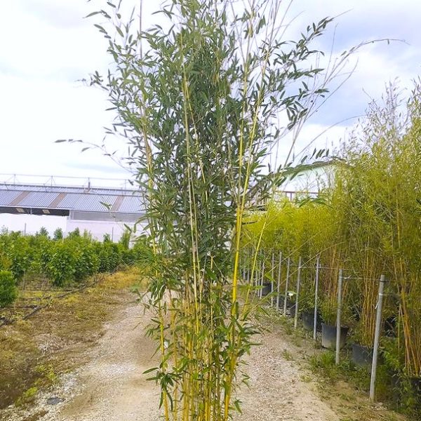 Phyllostachys aureosulcata 'Spectabilis' (Zlati bambus)