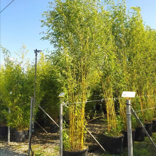 Phyllostachys aureosulcata 'Spectabilis' (Zlati bambus)
