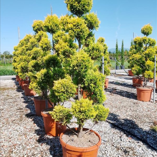 Cupressocyparis leylandii 'Gold Rider '  (Leylandova cipres POMPONS)