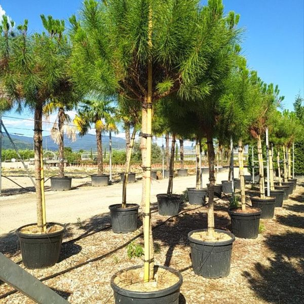 Pinus pinea (Pinija Sredozemski bor)