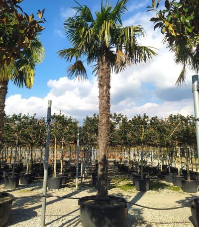 CHAMAEROPS EXCELSA (=Trachycarpus fortunei) ZE-8032831890217