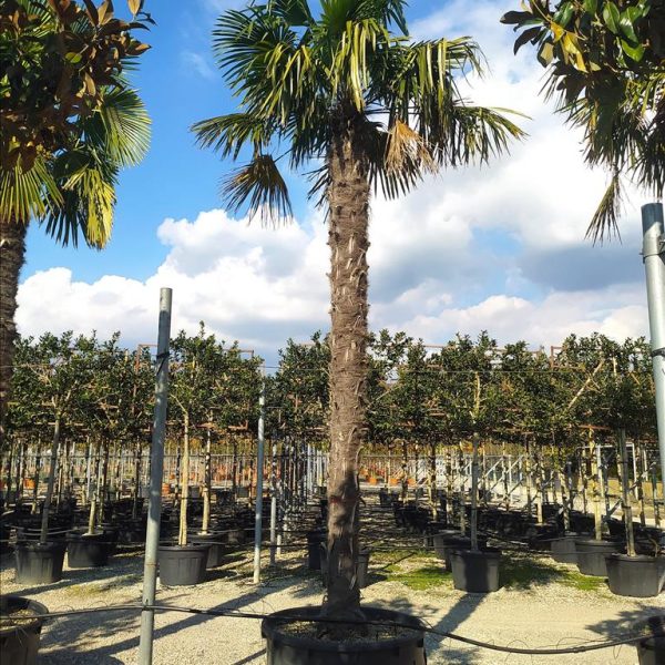 CHAMAEROPS EXCELSA (=Trachycarpus fortunei) ZE-8032831890217