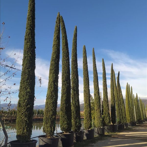 Cupressus sempervirens 'Pyramidalis' (Stebrasta cipresa)