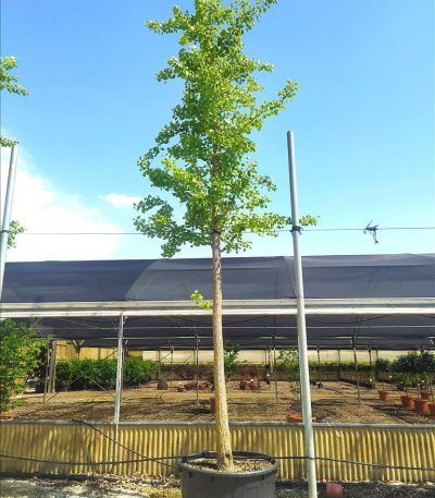 GINKGO BILOBA ZE-8032831904013