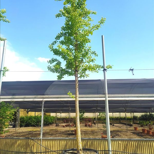 GINKGO BILOBA