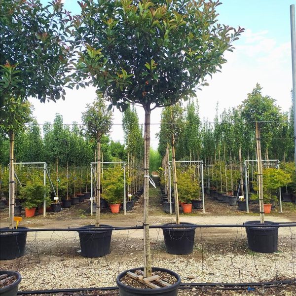 Photinia serr. 'Red Robin' (Fotinija na steblu)