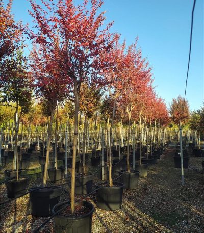LAGERSTROEMIA INDICA IN CVS ZE-8032831906949