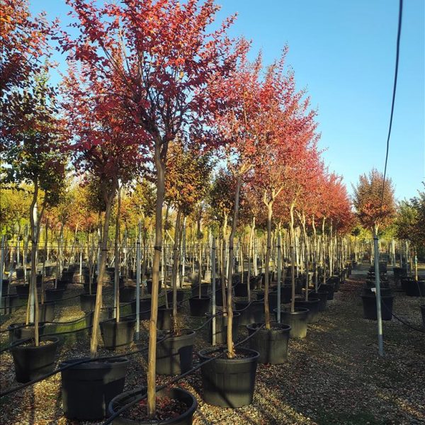 LAGERSTROEMIA INDICA IN CVS