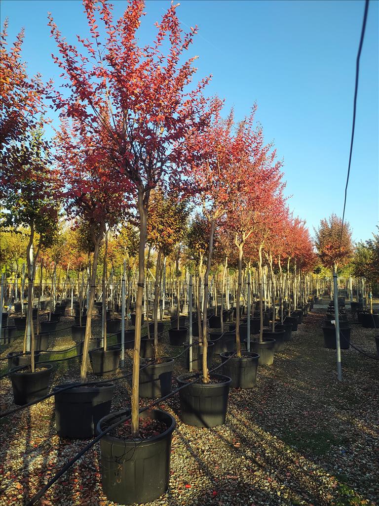 ZE-8032831906949 LAGERSTROEMIA INDICA IN CVS ZE-8032831906949
