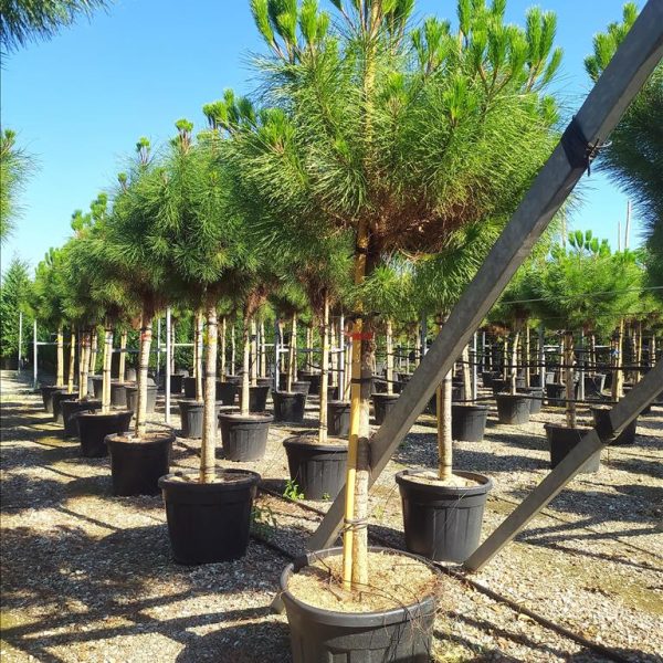 Pinus pinea (Pinija Sredozemski bor)