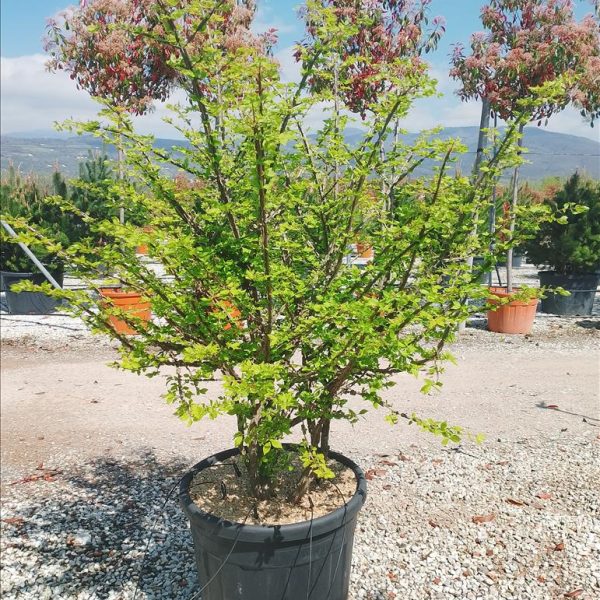 Euonymus alatus (Krilata trdoleska)