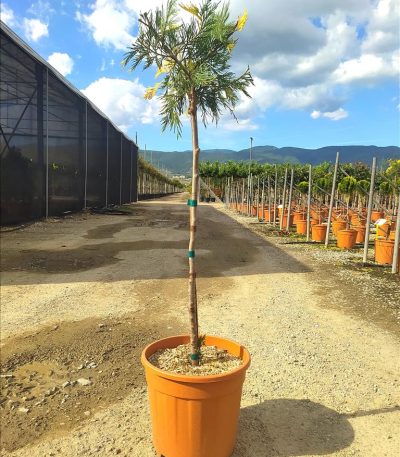 LIBOCEDRUS DEC. "AUREOVARIEGATA" ZE-8032831933013