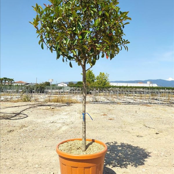 Photinia serr. 'Red Robin' (Fotinija na steblu)