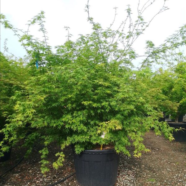 Acer palmatum (Pahljačasti javor)