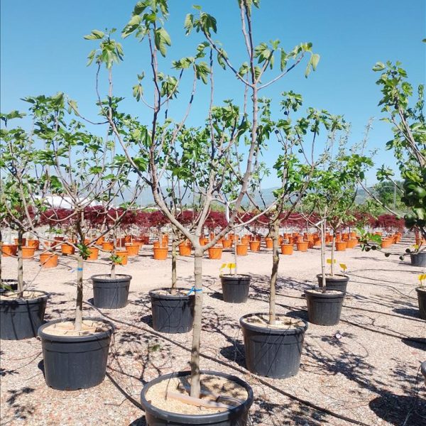Ficus carica (Figa/Smokva)