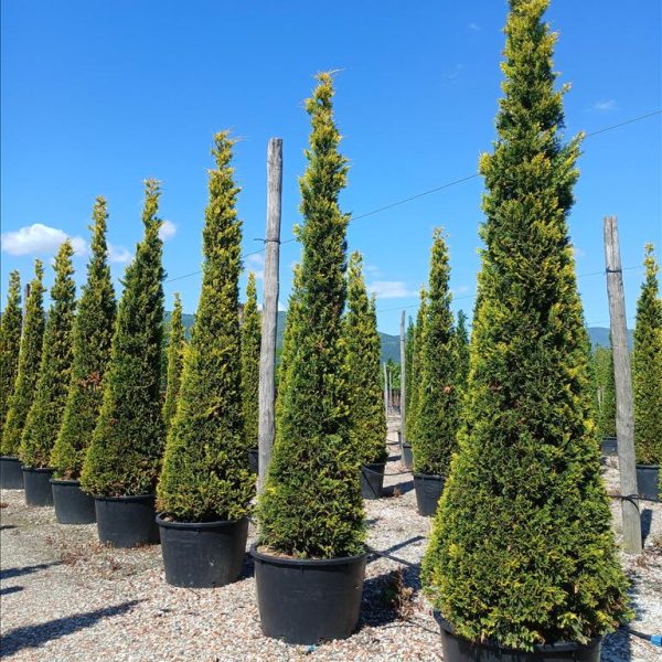 Cupressocyparis leylandii 'Gold Rider ' (Leylandova cipresa)