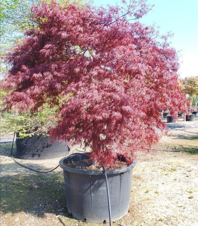 ACER PALM.DISS. "INABASHIDARE" ZE-8032831948444