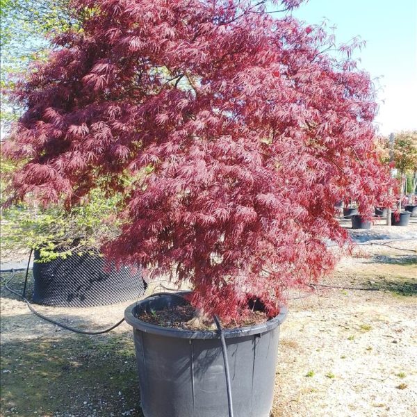 ACER PALM.DISS. "INABASHIDARE"