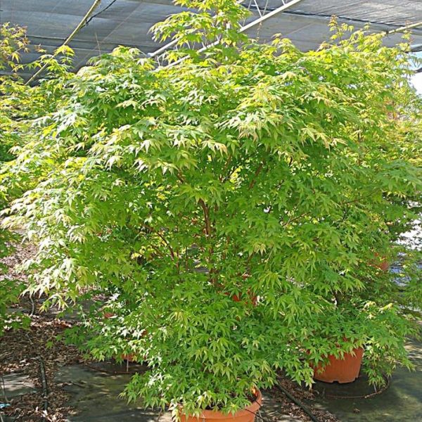 Acer palmatum (Pahljačasti javor)