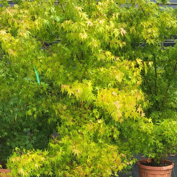 Acer palmatum (Pahljačasti javor)