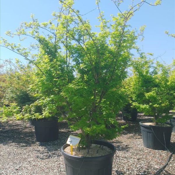 Acer palmatum (Pahljačasti javor)