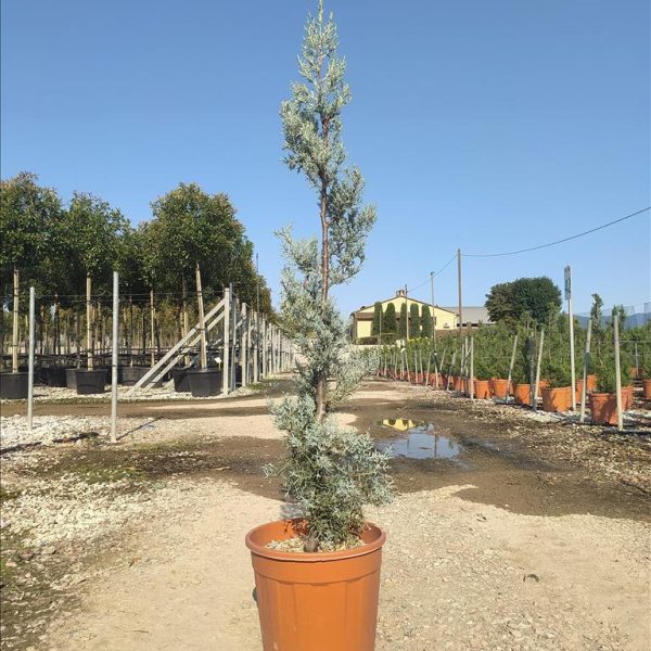 Cupressus arizonica 'Fastigiata' (Arizonska cipresa )