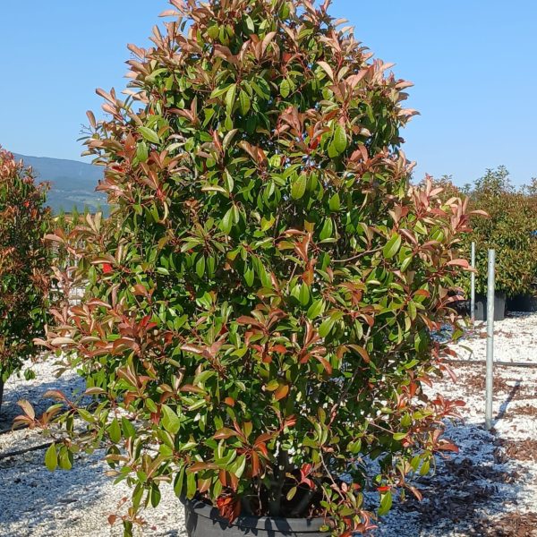 Photinia serrulata 'Red Robin' (Fotinija)