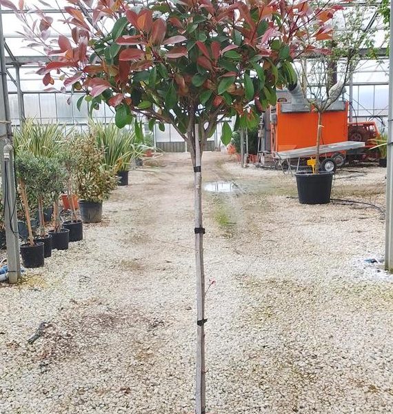 Photinia serr. 'Red Robin' (Fotinija na steblu)