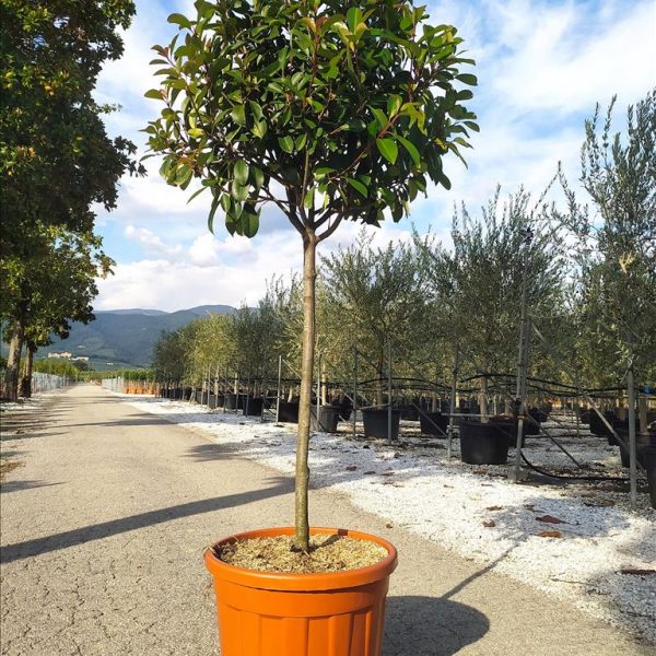 Photinia serr. 'Red Robin' (Fotinija na steblu)