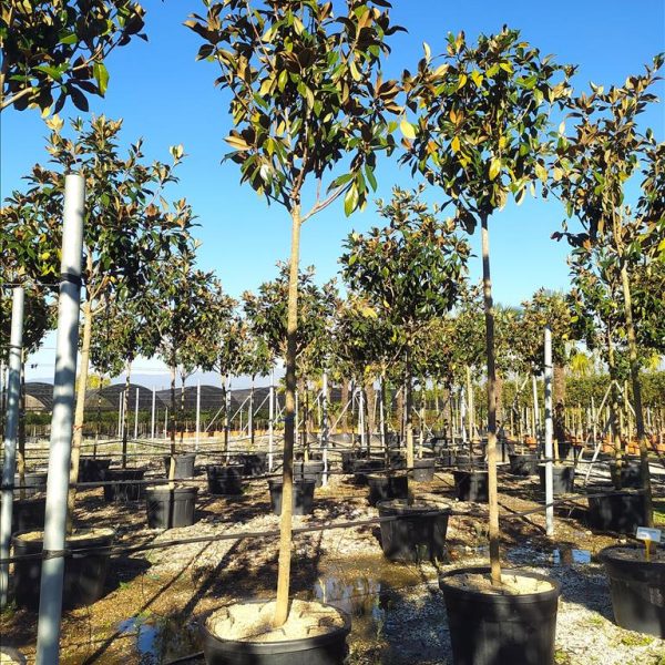 Magnolia grandiflora 'Gallisoniensis'  (Velecvetna magnolija na steblu)