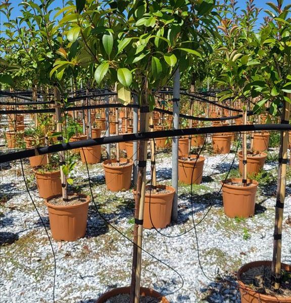 Photinia serr. 'Red Robin' (Fotinija na steblu)