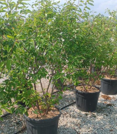 AMELANCHIER LAMARCKII ZE-8056455003945