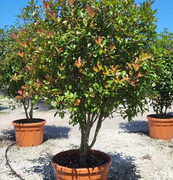 Photinia serrulata 'Red Robin' (Fotinija)