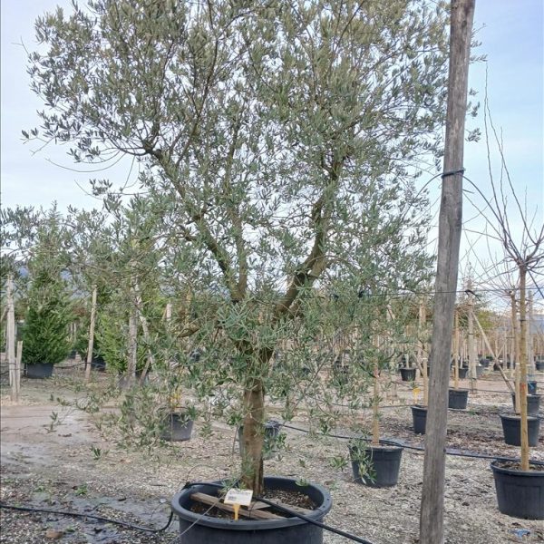 Olea Europaea 'Leccino' (Oljka)