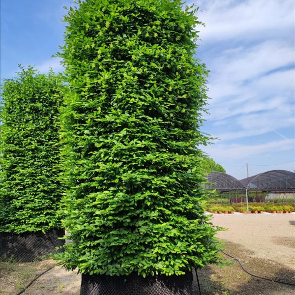 Carpinus betulus 'Pyramidalis' (Stebrasti gaber na stebu)