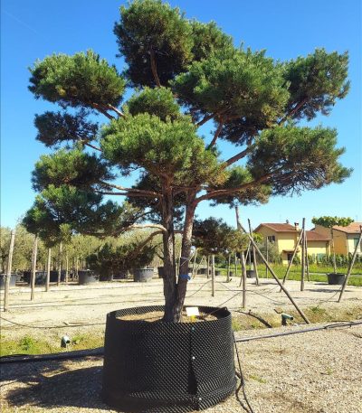 PINUS SYLVESTRIS ZE-8056455018338