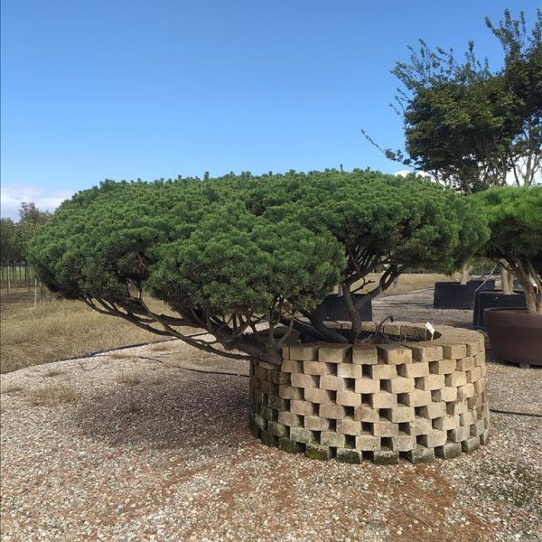 Pinus mugo var. mugo (Pinus mugo var. uncinata)