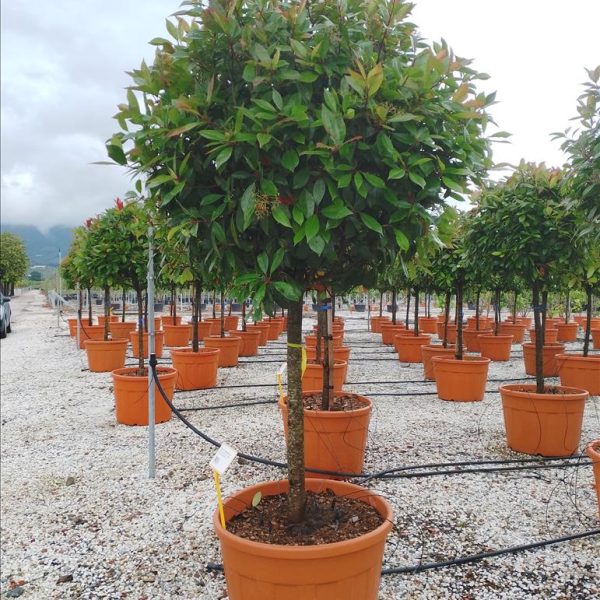 Photinia serr. 'Red Robin' (Fotinija na steblu)