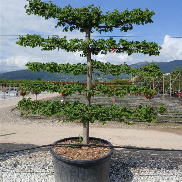 Carpinus betulus -(Gaber - bariera)
