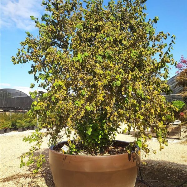 Corylus avellana 'Contorta' (Zvita leska)