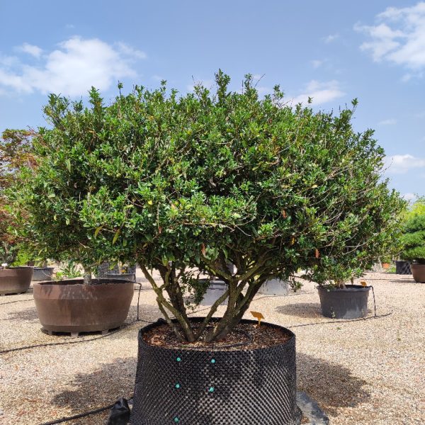 Prunus laurocerasus 'Otto Luyken' (Lovorikovec)
